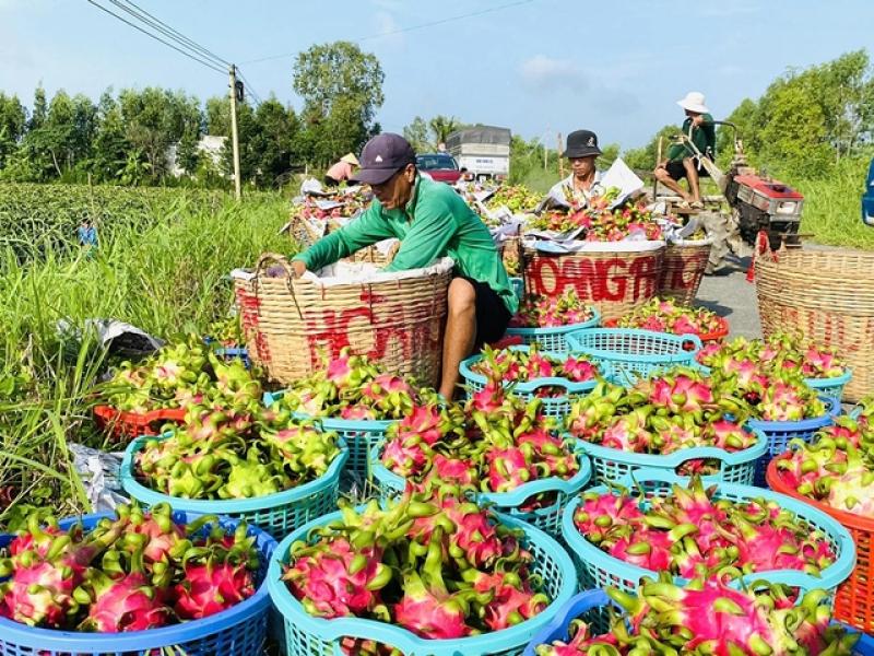 Xuất khẩu đi châu Âu vẫn tắc vì thủ tục- Ảnh 1. Xuất khẩu đi châu Âu vẫn tắc vì thủ tục- Ảnh 1.