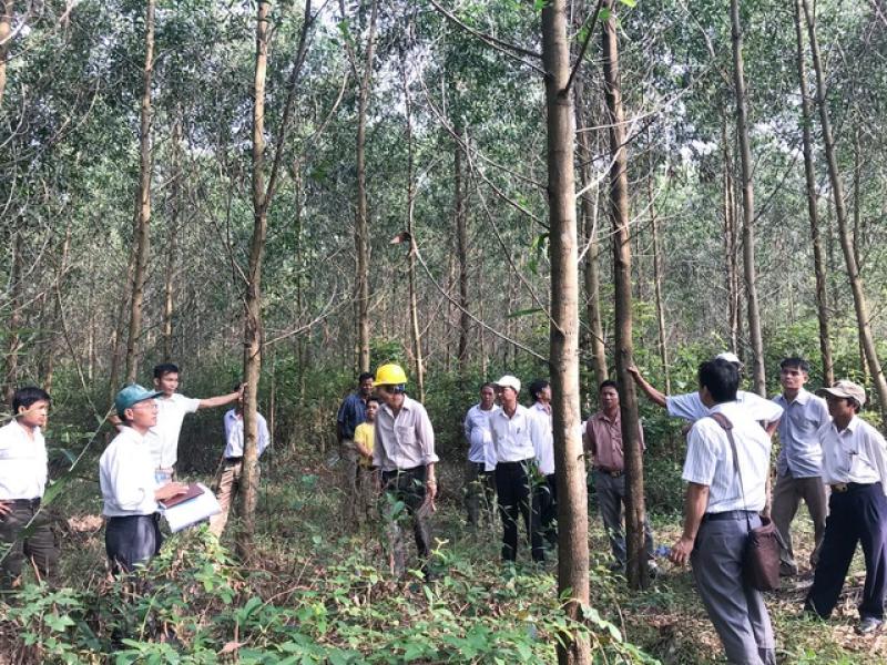 'Cởi trói' mua bán tín chỉ carbon rừng - Ảnh 2.