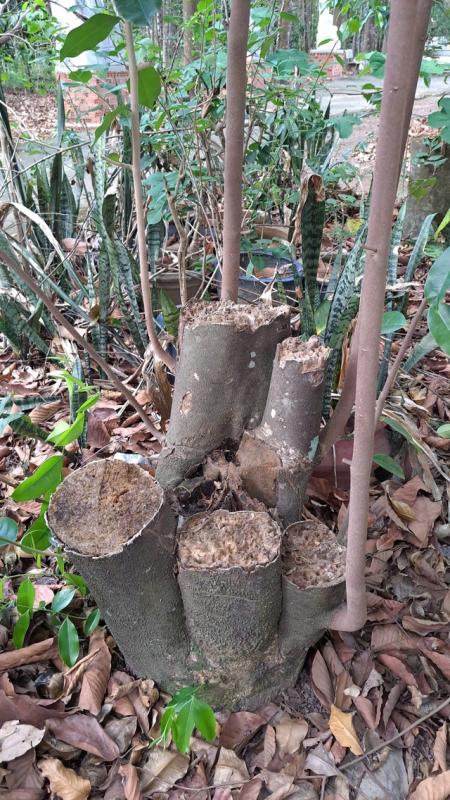 Khát vọng trầm hương của 'nhà sư Thị Kính': Để gỗ của các vị thần lên hương- Ảnh 1. Khát vọng trầm hương của 'nhà sư Thị Kính': Để gỗ của các vị thần lên hương- Ảnh 1.