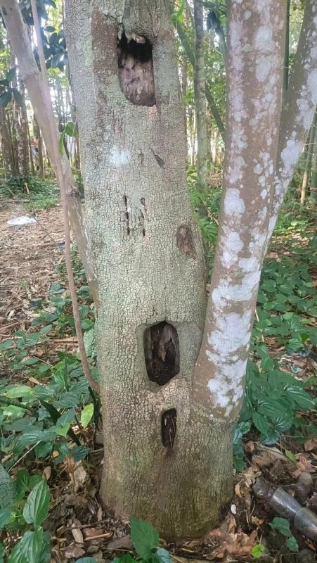 Khát vọng trầm hương của 'nhà sư Thị Kính': Rừng dó bầu nơi cửa Phật- Ảnh 6. Khát vọng trầm hương của 'nhà sư Thị Kính': Rừng dó bầu nơi cửa Phật- Ảnh 6.