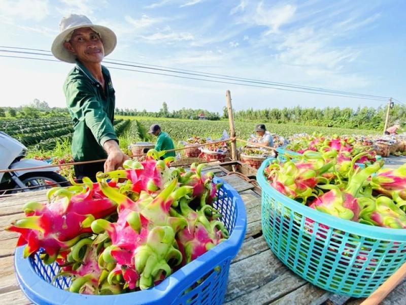 Thanh long ‘tắc đường’ đi châu Âu: Đường mở thì thị trường đã mất - Ảnh 1.
