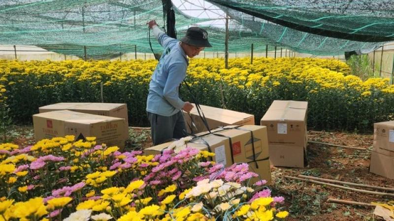 Lâm Viên - Đà Lạt, nơi hội tụ các làng hoa nổi tiếng- Ảnh 1. Lâm Viên - Đà Lạt, nơi hội tụ các làng hoa nổi tiếng- Ảnh 1.