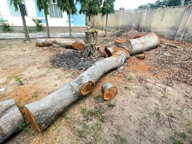 Cưa hạ hàng loạt cây xanh trong khuôn viên xã để... bán củi, sửa trụ sở cũ- Ảnh 3. Cưa hạ hàng loạt cây xanh trong khuôn viên xã để... bán củi, sửa trụ sở cũ- Ảnh 3.