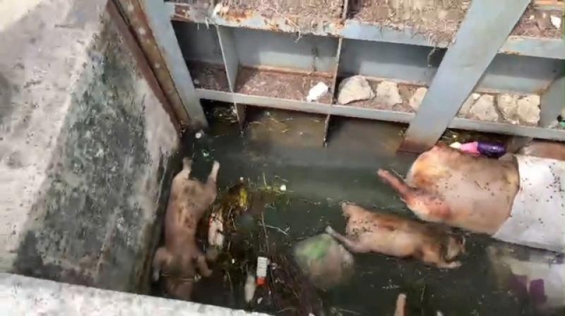 Gia Lai: Kênh tưới bốc mùi vì xác heo chết vứt bừa bãi - Ảnh 2.