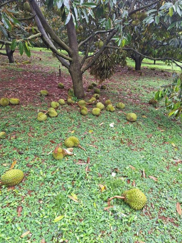 Lâm Đồng: Mưa lớn kèm gió giật kéo dài gây thiệt hại nặng - Ảnh 10. Lâm Đồng: Mưa lớn kèm gió giật kéo dài gây thiệt hại nặng - Ảnh 10.