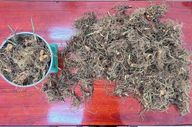 Triệt phá nhanh vụ trộm hơn 273 gốc sâm Ngọc Linh, quốc bảo Việt Nam- Ảnh 2.