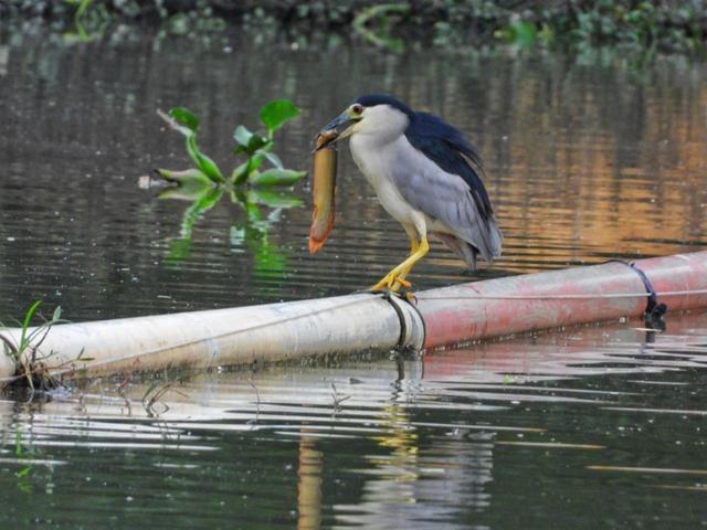Người dân TP.HCM thích thú ngắm loài chim quý bay về 'khu nhà giàu' Phú Mỹ Hưng  - Ảnh 15.