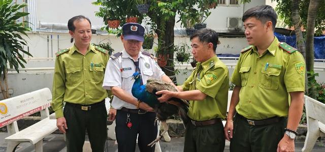 Chim công bay vào chung cư, cư dân 'mê mẩn' vì quá đẹp - Ảnh 3.