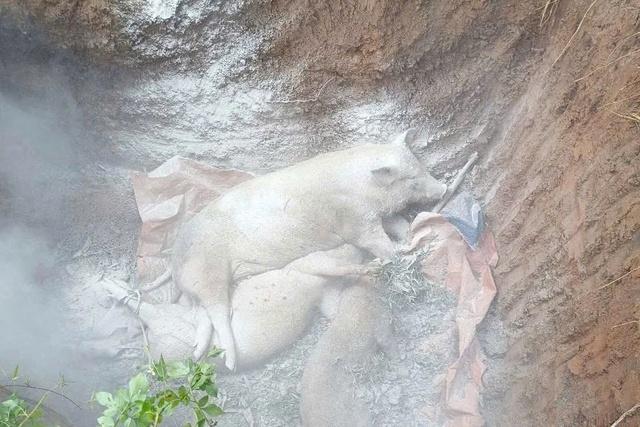 Dịch tả heo châu Phi hoành hành, Quảng Ngãi tiêu hủy hơn 70.000 con- Ảnh 2.