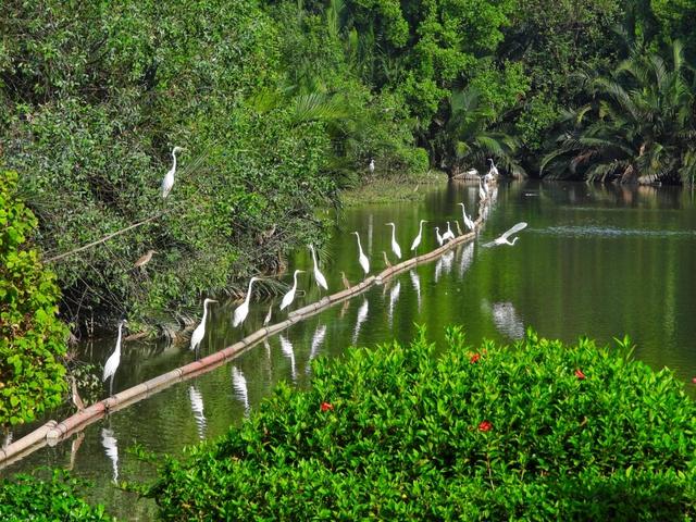 Người dân TP.HCM thích thú ngắm loài chim quý bay về 'khu nhà giàu' Phú Mỹ Hưng  - Ảnh 2.