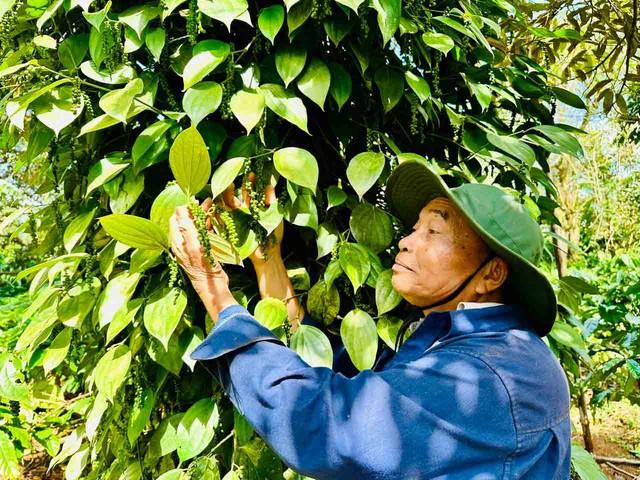 Nông sản xuất khẩu lại vướng thủ tục- Ảnh 1.