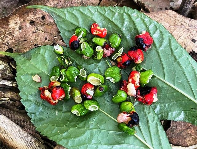 Ngăn chặn 'chuột quý tộc' cắn phá sâm Ngọc Linh - Ảnh 2.
