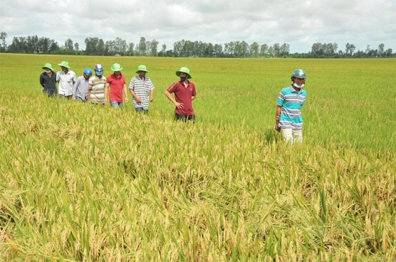 Từ 'gạo xanh' đến nông sản phát thải thấp- Ảnh 2. Từ 'gạo xanh' đến nông sản phát thải thấp- Ảnh 2.