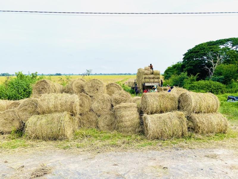 Từ 'gạo xanh' đến nông sản phát thải thấp- Ảnh 3. Từ 'gạo xanh' đến nông sản phát thải thấp- Ảnh 3.