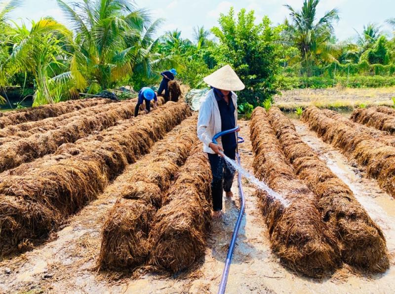 Từ 'gạo xanh' đến nông sản phát thải thấp- Ảnh 4. Từ 'gạo xanh' đến nông sản phát thải thấp- Ảnh 4.