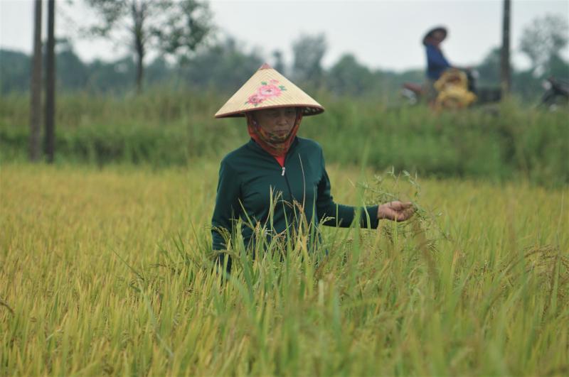 Bão số 5: Người dân Hà Tĩnh dùng túi nước gia cố mái nhà- Ảnh 8.