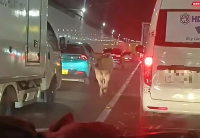 CSGT TP.HCM xử phạt chủ để bò chạy lạc vào hầm sông Sài Gòn- Ảnh 2.