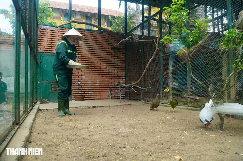 Gà lôi trắng ở Thảo Cầm Viên được nuôi thế nào?: Mỗi năm đẻ tới 18 trứng- Ảnh 5. Gà lôi trắng ở Thảo Cầm Viên được nuôi thế nào?: Mỗi năm đẻ tới 18 trứng- Ảnh 5.