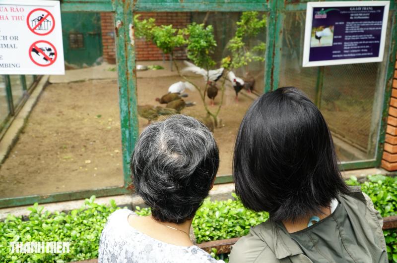 Gà lôi trắng ở Thảo Cầm Viên được nuôi thế nào?: Mỗi năm đẻ tới 18 trứng- Ảnh 8. Gà lôi trắng ở Thảo Cầm Viên được nuôi thế nào?: Mỗi năm đẻ tới 18 trứng- Ảnh 8.