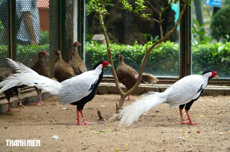 Gà lôi trắng ở Thảo Cầm Viên được nuôi thế nào?: Mỗi năm đẻ tới 18 trứng- Ảnh 1. Gà lôi trắng ở Thảo Cầm Viên được nuôi thế nào?: Mỗi năm đẻ tới 18 trứng- Ảnh 1.