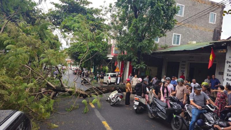 Quảng Trị: Cây phượng bật gốc, va phải 2 xe máy đang di chuyển- Ảnh 2.