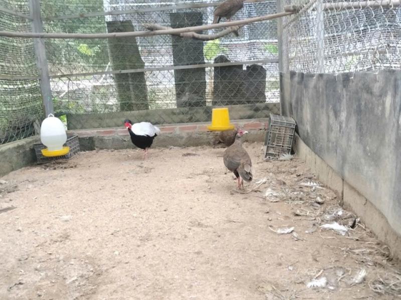 Gà lôi trắng từng lọt bẫy ảnh tại Khu bảo tồn thiên nhiên Phong Điền- Ảnh 3. Gà lôi trắng từng lọt bẫy ảnh tại Khu bảo tồn thiên nhiên Phong Điền- Ảnh 3.