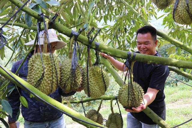 Khánh Hòa: Phát triển nông nghiệp theo hướng sạch, bền vững- Ảnh 2.