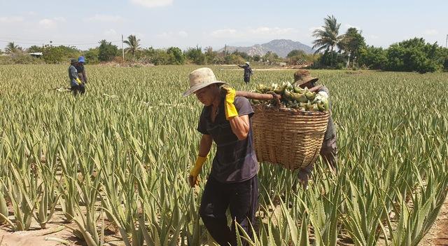 Khánh Hòa: Phát triển nông nghiệp theo hướng sạch, bền vững- Ảnh 3.