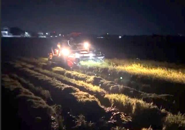 Người dân Quảng Trị xuyên đêm gặt lúa, chạy đua với bão số 5- Ảnh 1.