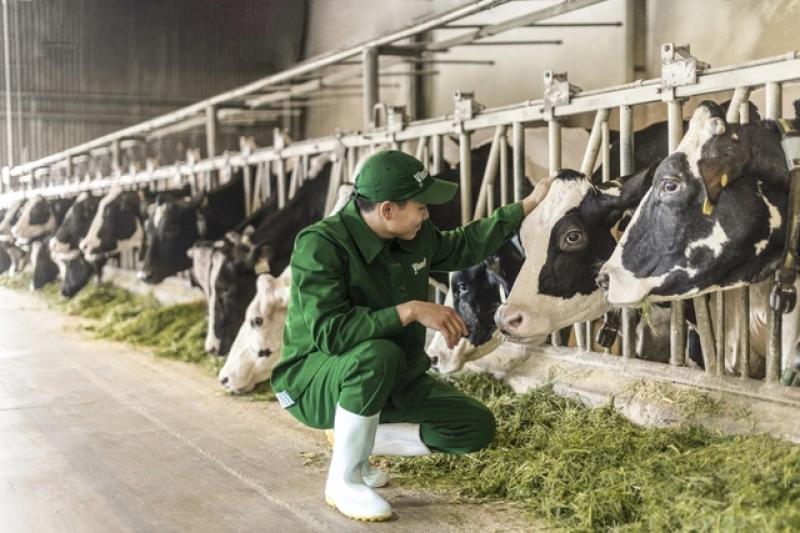 Khuyến khích chăn nuôi bò sữa nội địa, siết chặt sữa nhập khẩu- Ảnh 2. Khuyến khích chăn nuôi bò sữa nội địa, siết chặt sữa nhập khẩu- Ảnh 2.