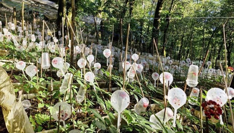 Tỉ phú sâm Ngọc Linh méo mặt vì… 'chuột quý tộc' - Ảnh 1.