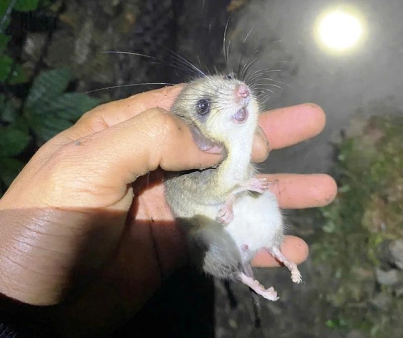 Tỉ phú sâm Ngọc Linh méo mặt vì… 'chuột quý tộc' - Ảnh 2.
