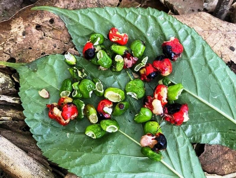 Tỉ phú sâm Ngọc Linh méo mặt vì… 'chuột quý tộc' - Ảnh 4.