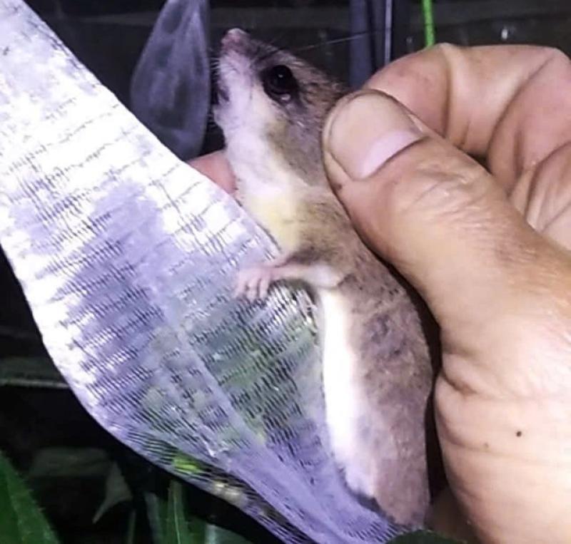 Tỉ phú sâm Ngọc Linh méo mặt vì… 'chuột quý tộc' - Ảnh 3.