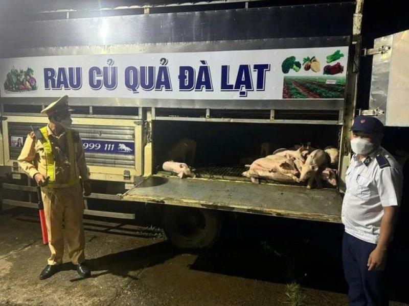 Tỉnh Lâm Đồng tiêu hủy 697 con heo mắc dịch tả heo châu Phi- Ảnh 2. Tỉnh Lâm Đồng tiêu hủy 697 con heo mắc dịch tả heo châu Phi- Ảnh 2.