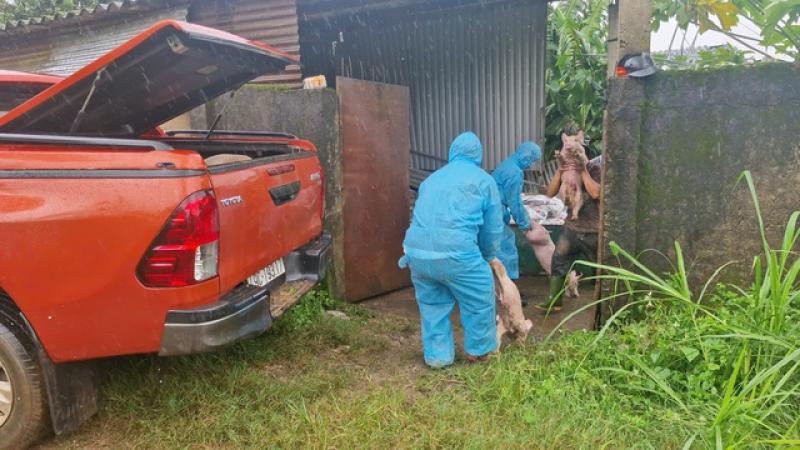 Tỉnh Lâm Đồng tiêu hủy 697 con heo mắc dịch tả heo châu Phi- Ảnh 1. Tỉnh Lâm Đồng tiêu hủy 697 con heo mắc dịch tả heo châu Phi- Ảnh 1.
