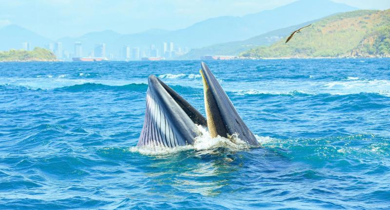 BQL vịnh Nha Trang: Không khuyến khích dùng cá voi thu hút khách du lịch - Ảnh 3.