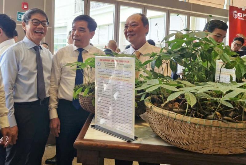 Tập đoàn Trường Hải tham gia nghiên cứu, chế biến sâm Ngọc Linh- Ảnh 2. Tập đoàn Trường Hải tham gia nghiên cứu, chế biến sâm Ngọc Linh- Ảnh 2.