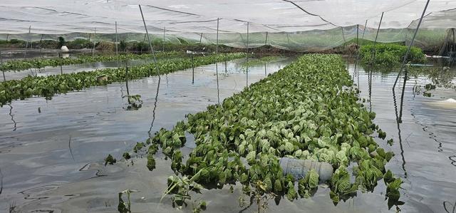 Mưa lớn gây ngập hàng ngàn mét vuông rau màu ở TP.HCM, nông dân thiệt hại nặng- Ảnh 1.