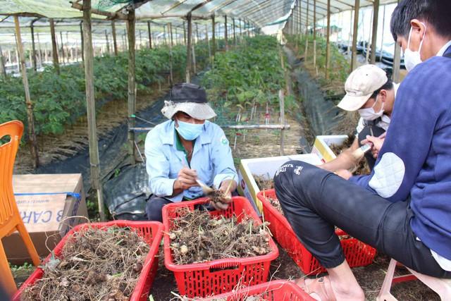 “Cởi trói” cho sâm Việt: Mua bán sâm có thể bị khép tội - Ảnh 3.