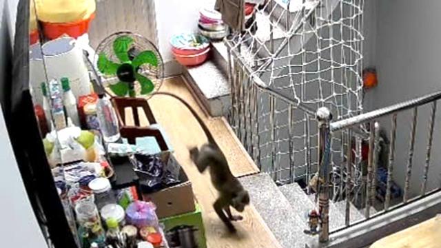 Kiểm lâm bắn gây mê khỉ nặng hơn 8 kg vào nhà dân quậy phá- Ảnh 1.