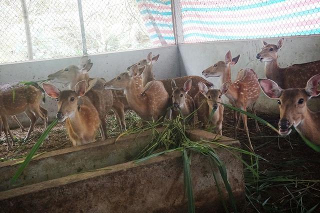 Về 'thủ phủ' nuôi hươu sao - Kỳ 2: Thu trăm tỉ từ lộc nhung - Ảnh 3.