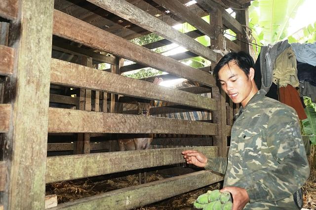 Về 'thủ phủ' nuôi hươu sao - Kỳ 2: Thu trăm tỉ từ lộc nhung - Ảnh 4.