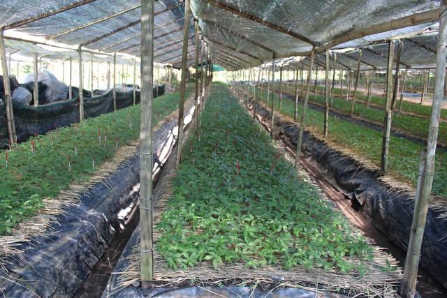 “Cởi trói” cho sâm Việt: Mua bán sâm có thể bị khép tội - Ảnh 5.