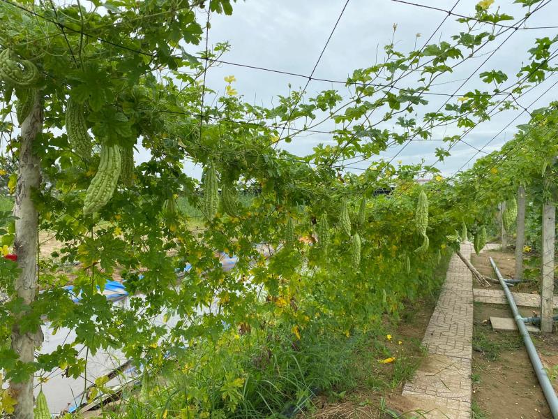 Bất ngờ với vườn rau sạch tự cung, thầy cô và sinh viên cùng chăm sóc - Ảnh 3.