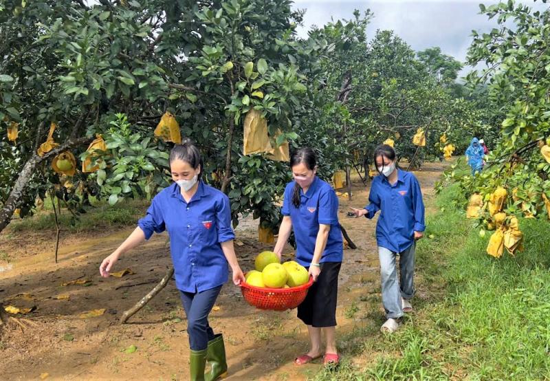 Hỗ trợ thu hoạch bưởi Phúc Trạch sau khi bão số 6 gây ngập úng - Ảnh 6.