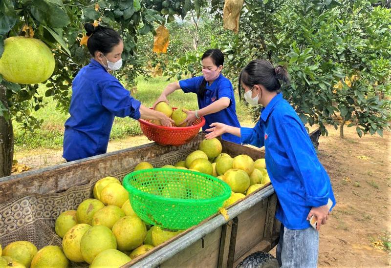 Hỗ trợ thu hoạch bưởi Phúc Trạch sau khi bão số 6 gây ngập úng - Ảnh 7.