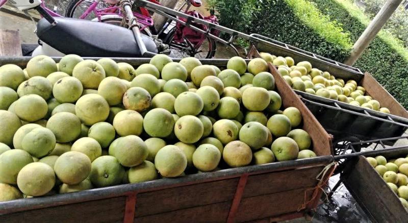 Hỗ trợ thu hoạch bưởi Phúc Trạch sau khi bão số 6 gây ngập úng - Ảnh 5.