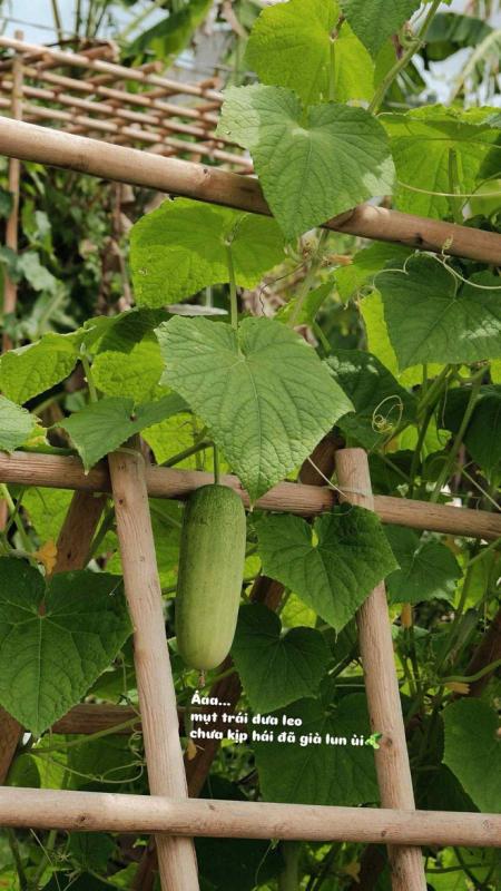 Nhờ ChatGPT thiết kế vườn đẹp, cô gái nhận được cái kết bất ngờ- Ảnh 6.