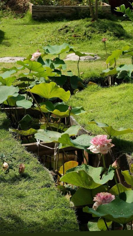 Nhờ ChatGPT thiết kế vườn đẹp, cô gái nhận được cái kết bất ngờ- Ảnh 7.